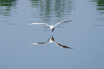 Sticker - Chroicocephalus ridibundus - a seagull flying low above the water.