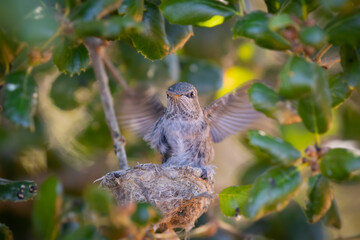 Wall Mural - baby hummingbird in the nest