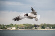 seagull in flight at City Island 