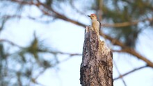 Red Bellied Woodpecker Bird Looking Around On Top Of Tree Stump