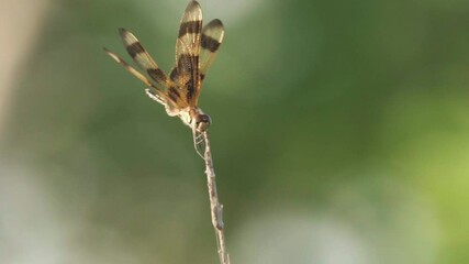 halloween pennant dragonfly winged insect on windy reed in slow motion with green background