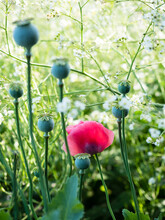 Red Poppy Flowers Blooming In Princess Diana Memorial Garden, Kensington Palace - London, UK