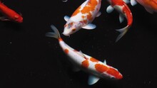 Multi Color Koi Fish Close Up View With Dark Background