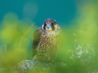 Wall Mural - Peregrine falcon (Falco peregrinus)