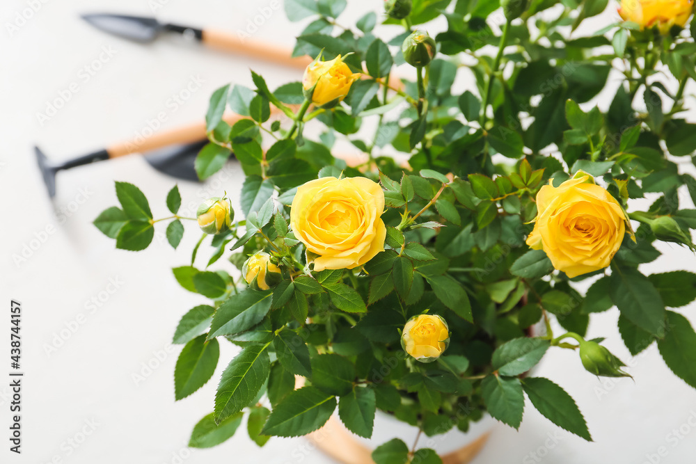 Beautiful yellow roses in pot on light background, closeup