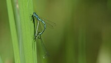 A Mating Pair Of Azure Damselfly, Coenagrion Puella, Perching On A Reed Growing In A Pond.