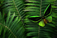 Colorful Tropical Background. Bright Birdwing Butterfly On Green Fern Leaves
