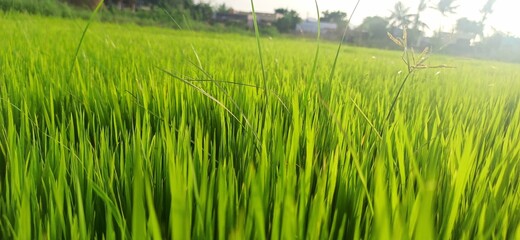 green rice field