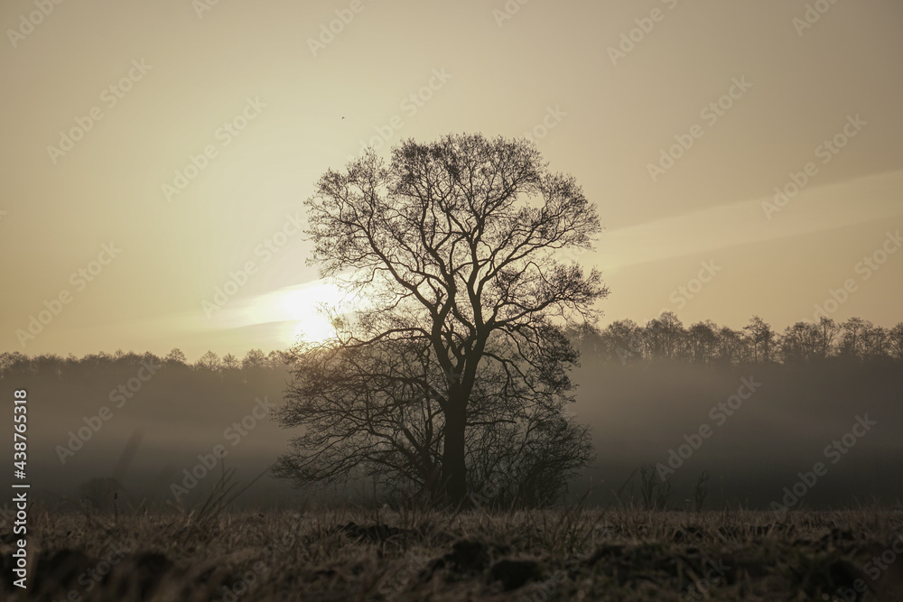 Lonely tree without leaves at sunrise with fog - obrazy, fototapety, plakaty 
