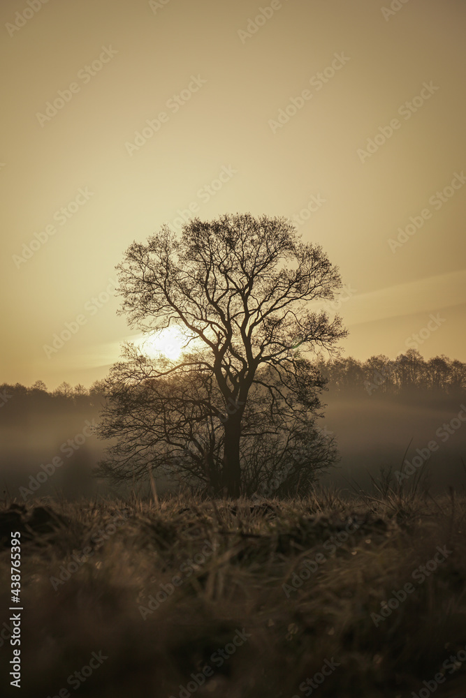 Lonely tree at sunrise  - obrazy, fototapety, plakaty 