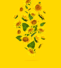 Fotomurales - Flying yellow sunflowers, green leaves on yellow background Flat lay. Beautiful sunflowers floral card. Harvest time, agriculture, farming. Creative background with Sunflower. Template for design