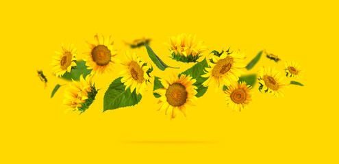 Fotomurales - Flying yellow sunflowers, green leaves on yellow background Flat lay. Beautiful sunflowers floral card. Harvest time, agriculture, farming. Creative background with Sunflower. Template for design