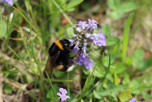 Bumble Bee On A Carpet Bugle Weed In Bloom. Ajuga Reptans Flower With Bumble Bee