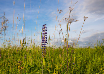 blue sky and grass