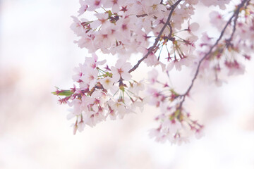 Wall Mural - 中之島の桜