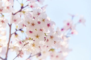 Wall Mural - 中之島の桜