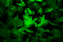 Tube Jellyfish Green Light Fluorescent
