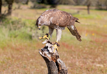 Wall Mural - Juvenile northern goshawk, perched on a bough