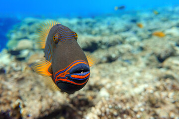 Wall Mural - Orange-striped triggerfish (Balistapus undulatus) , coral fish in the coral reef 