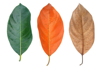Poster - three leaves isolated on white,season change