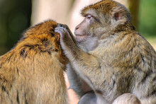 Barbary Macaques In An Animal Park.