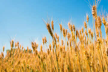 Wheat fields. Ears of golden wheat close up. Beautiful Nature Landscape. Rural landscapes in shining sunlight. Background of the ripening of the ears of a wheat field. Rich harvest concept.