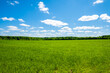 © Сергей Теребов - Green field against the blue sky. Summer green meadow in all its beauty. Beautiful green grass.