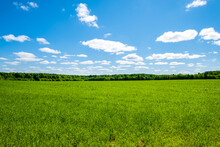 Green Field Against The Blue Sky. Summer Green Meadow In All Its Beauty. Beautiful Green Grass.