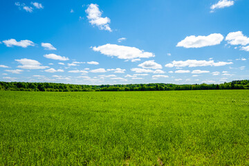 green field against the blue sky. summer green meadow in all its beauty. beautiful green grass.