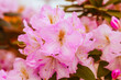 © klavdiyav - pink rhododendron blooms on bushes in the garden in the park