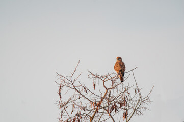 kestrel watches nature and looks for prey