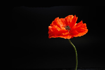 Vibrant red poppies on a black background. Memorial day.