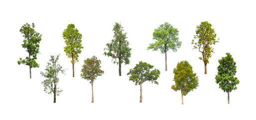 Wall Mural - collection of tree, Set of isolated trees on white background