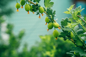 Wall Mural - Gooseberry berries on a bush in the garden