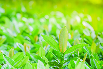 Nature of green leaf in garden at summer under sunlight. Natural green leaves plants using as spring background environment ecology or greenery wallpaper