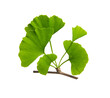 Ginkgo biloba, commonly known as ginkgo or gingko. Branch isolated on white background. High resolution photo on white background.
