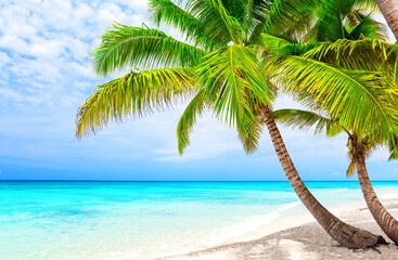 Sticker - Coconut Palm trees on white sandy beach in Saona island, Dominican Republic.