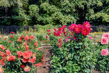Wall Mural - dahlia flowers in the garden