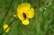 © natalya2015 - Red bee inside buttercup flower in the meadow, closeup