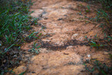 Fototapeta Sawanna - Background, ants running, ants cord, many ants fast on dirt road