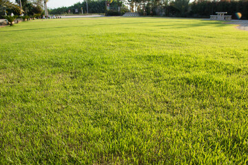 Wall Mural - green rice field