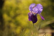 un fiore di iris