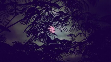 Wall Mural - the full moon peeps through the branches of palm trees and exotic trees on the seashore. background 