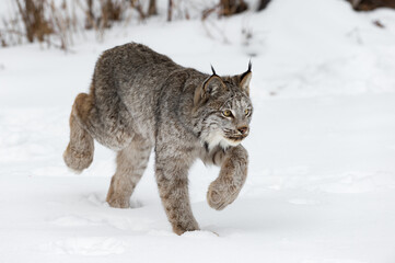 Wall Mural - canadian lynx (lynx canadensis) stalking right winter