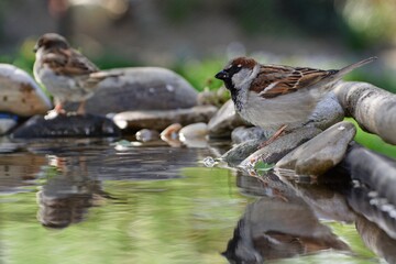 Two house sparrows, Passer domesticus, male standing on stones by the bird watering hole. Czechia. Europe. 