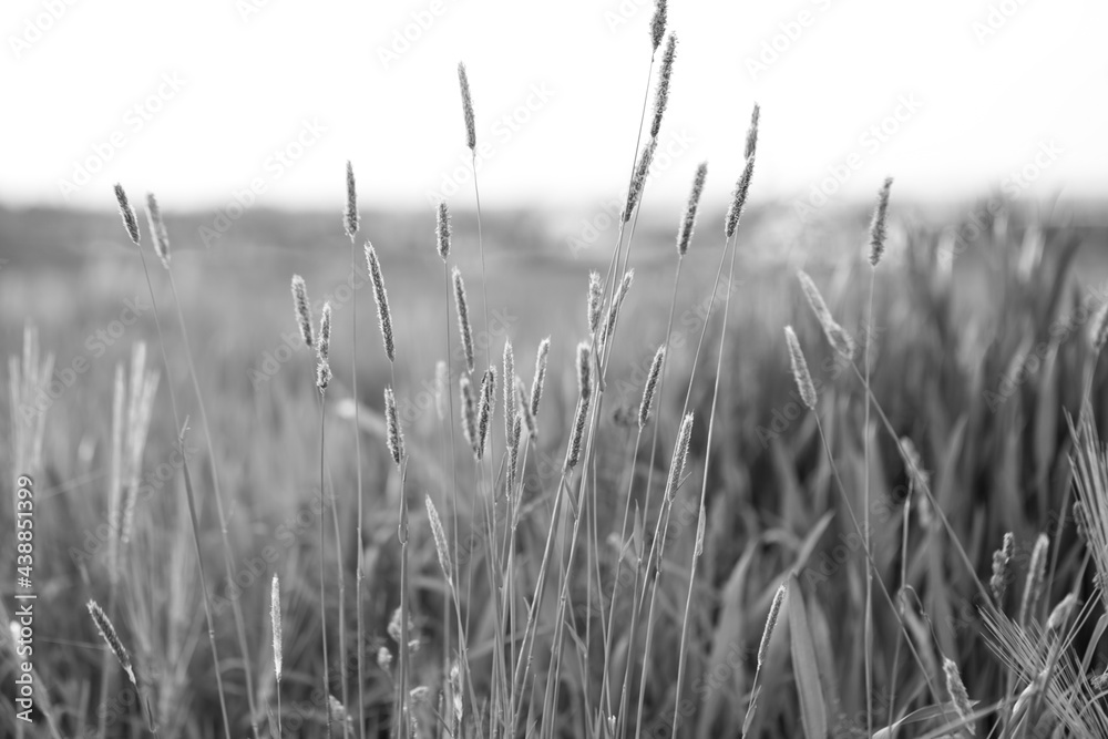 Polne rośliny, trawy. Zdjęcie monochromatyczne, czarno-białe. - obrazy, fototapety, plakaty 