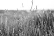 Polne rośliny, trawy. Zdjęcie monochromatyczne, czarno-białe.