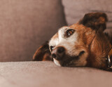 Fototapeta Desenie - Brązowy pies leżący na szarej kanapie