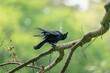 wet crow on a tree