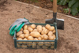 Fototapeta  - Potato In Box With Gloves And Shovel In Garden In Summer.